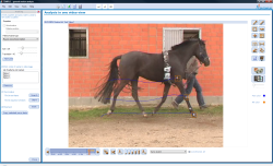 Bewegungsanalyse Reitsport Hufbewegung