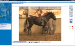 Bewegungsanalyse Reitsport