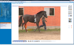 Bewegungsanalyse Pferd Winkelbestimmung